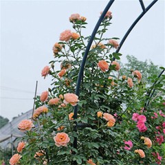 Metal Garden Arch Gothic Arbor Climbing Rose Plants Outdoor Archway Trellis 8ft