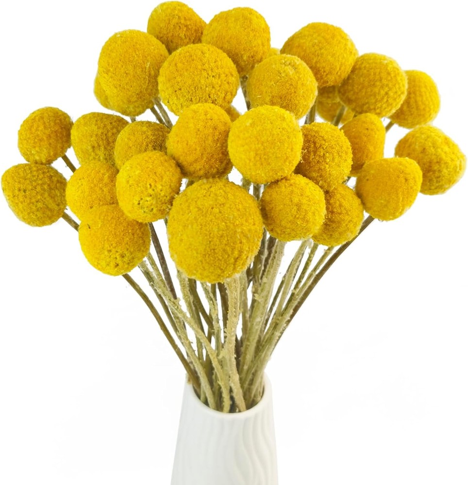 Toot 30Pcs Natural Craspedia Dried Flowers Yellow Billy Buttons Balls