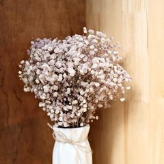 120 Pcs Mini Dried Baby Breath Flowers Gypsophila Ivory Flowers Dried