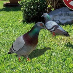 Note Outdoor Space Package Content Outdoor Package Content Garden Pigeon