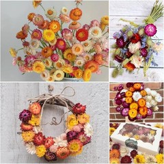 30Pcs Natural Dried Daisy Flowers Stems – Real Natural Dried Flowers