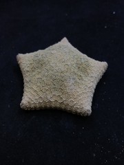 Culcita novaeguineae pillow star fish. 69mm starfish sea shell #15153
