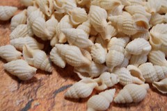 NASSARIUS RECTICULATA, Wedding Supply, Upscale Beach Wedding Accents SS-500