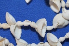 Valentines Day Gift Seashell Home Decor Long Seashell Garland, 96″+ G-94