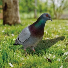 Note Outdoor Space Package Content Outdoor Package Content Garden Pigeon