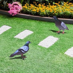 Note Outdoor Space Package Content Outdoor Package Content Garden Pigeon