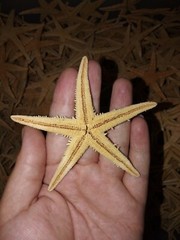 10 x 6-8cm REAL STARFISH. Beach home wedding decor. Event Gift. Christmas