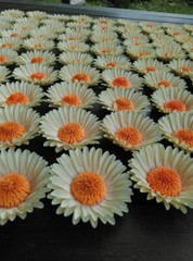 Paper flower handmade 3D handcraft wedding party venue decoration 50 pieces