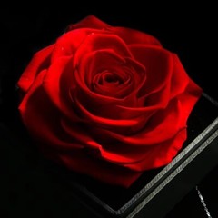 Exquisite eternal rose petals stored in acrylic flip jewelry box