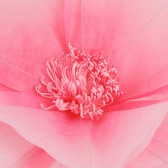 3 Heads Giant Floor Standing Artificial Hibiscus Flower With Base Wedding Event