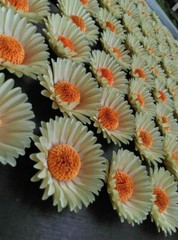 Paper flower handmade 3D handcraft wedding party venue decoration 50 pieces