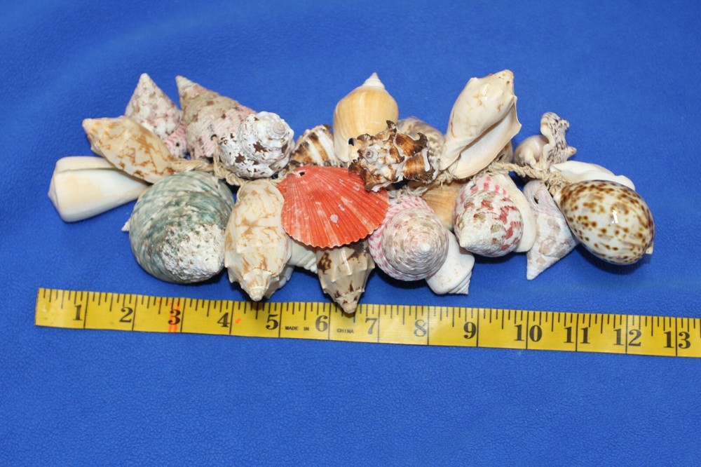 Seashell Wedding Tabletop Centerpiece Cluster of Natural Whole Seashells, G-04