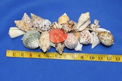 Seashell Wedding Tabletop Centerpiece Cluster of Natural Whole Seashells, G-04