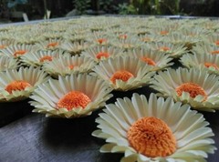 Paper flower handmade 3D handcraft wedding party venue decoration 50 pieces