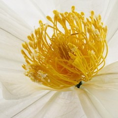 3 Pcs White Artificial Flower For Wedding Decoration , Birthday Party Banquet