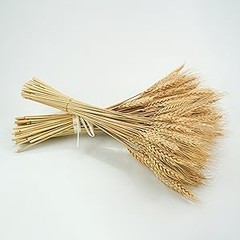 17.7 inches Dried Wheat Stalks, 100 Stems Dried Flowers Natural Wheat