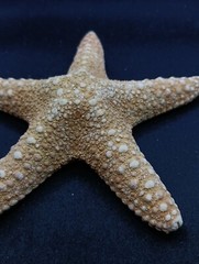 Preserved jungle starfish. 4.1″ Sea shells Beach home decor. #12623