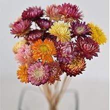 20 PCS Natural Dried Daisy Flowers Bouquet – Multicolor Dried Daisy