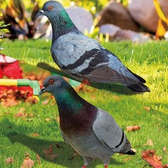 Note Outdoor Space Package Content Outdoor Package Content Garden Pigeon