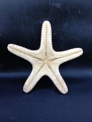Preserved jungle starfish. 5.8″ Sea shells Beach home decor. #13893