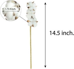 Cotton Stems Proflora All Natural Dried 3 Ball – 18pcs, 14.5”