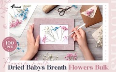 100 Pcs Dried Babys Breath Flowers Bulk Babys Breath Real Pred