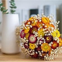24 Pcs Natural Dried St Flowers Daisy, Oran Dried Flowers