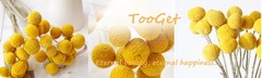 Toot 30Pcs Natural Craspedia Dried Flowers Yellow Billy Buttons Balls