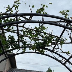 Metal Garden Arch with Ground Stakes Climbing Plant Trellis Wedding Frame Decor
