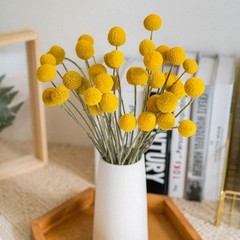 Toot 30Pcs Natural Craspedia Dried Flowers Yellow Billy Buttons Balls