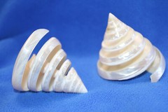 TECTUS PYRAMIS, Spiral Cut Seashells, White Wedding Seashells, Keepsakes CS-84