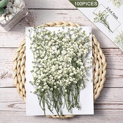 100 Pcs Dried Babys Breath Flowers Bulk Babys Breath Real Pred