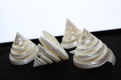 TECTUS PYRAMIS, Spiral Cut Seashells, White Wedding Seashells, Keepsakes CS-84