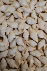 NASSARIUS RECTICULATA, Wedding Supply, Upscale Beach Wedding Accents SS-500