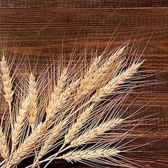17.7 inches Dried Wheat Stalks, 100 Stems Dried Flowers Natural Wheat