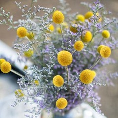 30Pcs Natural Dried Flowers Craspedia Billy Balls Flowers Billy