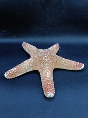 Preserved jungle starfish. 5.8″ Sea shells Beach home decor. #13893