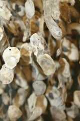 Beach Wedding Archway Hanging Seashell Decor Large Oyster Mobile, Oyster Expo