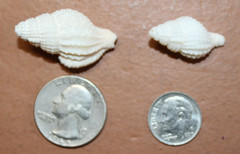 NASSARIUS RECTICULATA, White Wedding Supply, Coastal Wedding, Seashells, SS-500