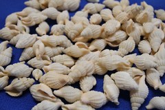 NASSARIUS RECTICULATA, Wedding Supply, Upscale Beach Wedding Accents SS-500