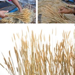 200 Stems Dried Wheat Stalks Natural Wheat Bundle for Home Decor, Crafts