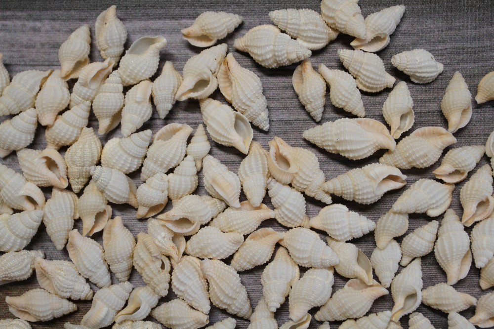 NASSARIUS RECTICULATA, White Wedding Supply, Coastal Wedding, Seashells, SS-500