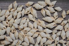 NASSARIUS RECTICULATA, White Wedding Supply, Coastal Wedding, Seashells, SS-500
