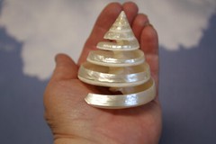 TECTUS PYRAMIS, Spiral Cut Seashells, White Wedding Seashells, Keepsakes CS-84