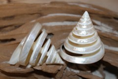 TECTUS PYRAMIS, Spiral Cut Seashells, White Wedding Seashells, Keepsakes CS-84