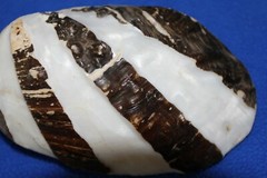 FROG CLAM PAIRS,seashells,beach decor,collectibles, display,all occasion SS-57