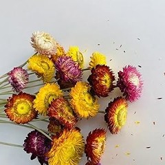 20 PCS Natural Dried Daisy Flowers Bouquet – Multicolor Dried Daisy