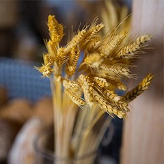 200 Stems Dried Wheat Stalks Natural Wheat Bundle for Home Decor, Crafts