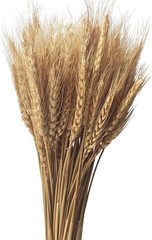 200 Stems Dried Wheat Stalks Natural Wheat Bundle for Home Decor, Crafts