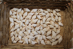 NASSARIUS RECTICULATA, Wedding Supply, Upscale Beach Wedding Accents SS-500